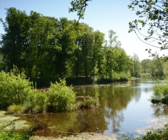 Wandeling ‘Bomen en struiken’