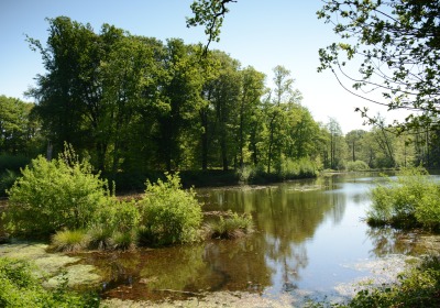 Wandeling ‘Herfst en Paddenstoelen in het Dal van de Mosbeek’