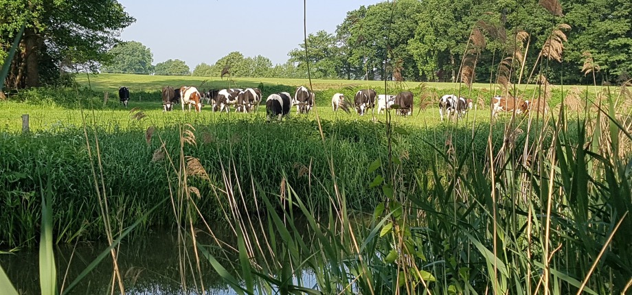 De Buurserbeek