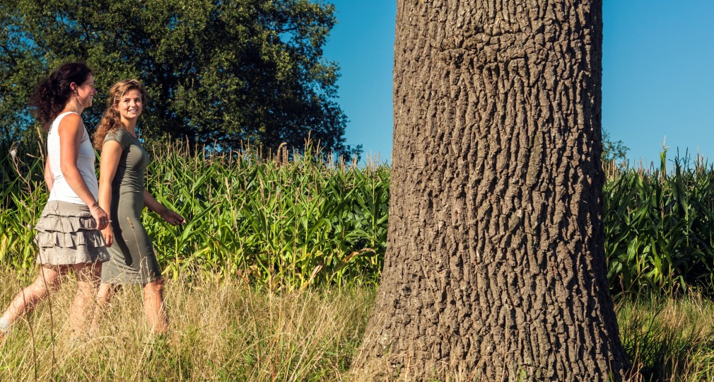 Twee vrouwen wandelen langs een groot boom in een veld met gras en maïs onder een heldere blauwe lucht.
