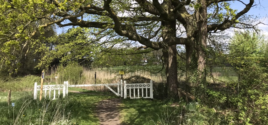 In elkaar gegroeide bomen