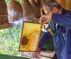 Bijen en Honing Wendezoele