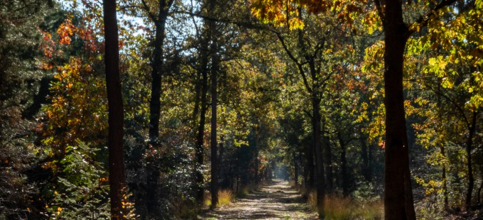 Herbstlicher Spaziergang Zwolle