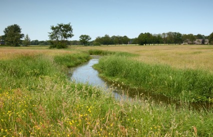 Ein kleiner Bach schlängelt sich durch eine Wiese mit Wildblumen und Bäumen unter klarem Himmel.