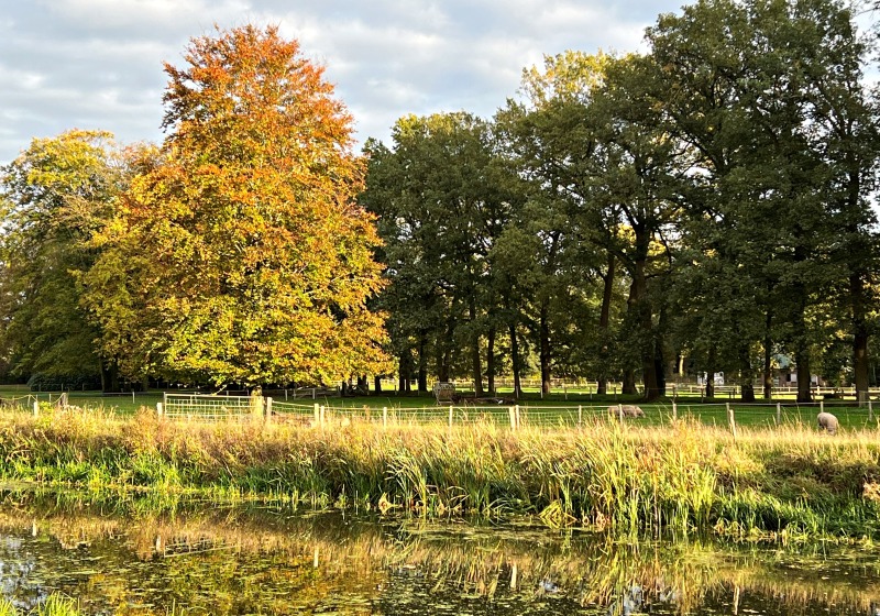 Herfstlandschap met gekleurde bomen, schapen in een weiland en een reflecterend vijvertje op de voorgrond.