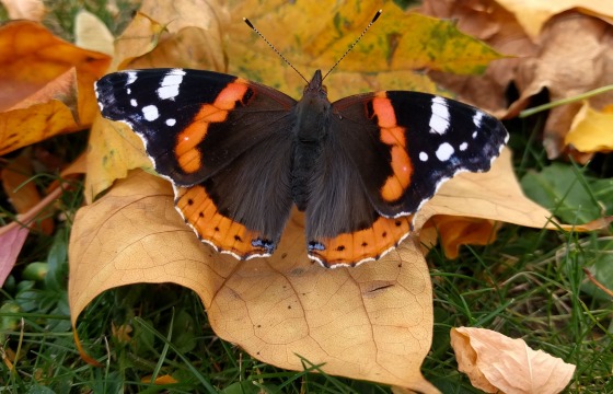 Een atalantavlinder met oranje en witte patronen rust op een geel herfstblad tussen vallende bladeren.