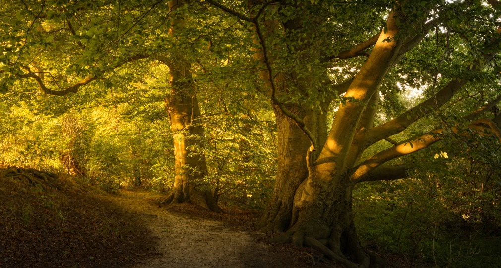 Boswandeling met zonlicht dat door groene bladeren schijnt en grote oude bomen langs een zandpad.