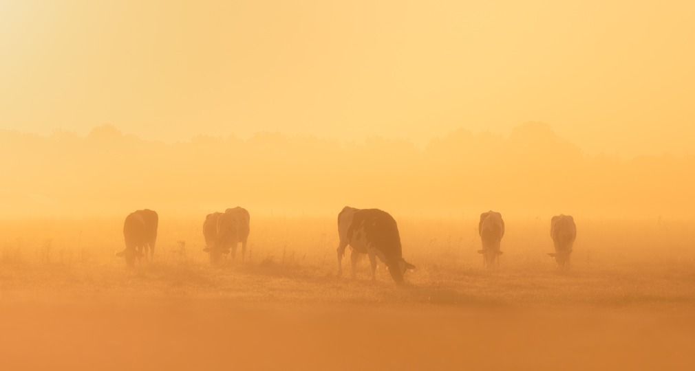 Koeien grazen in een mistig, oranje verlicht veld bij zonsopgang of zonsondergang met dichte nevel.
