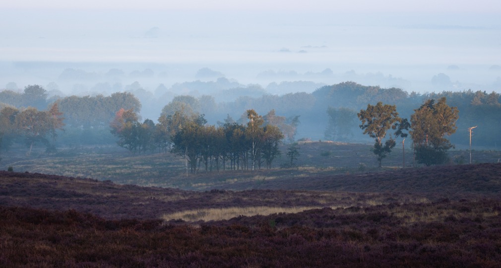 Mistige heide en bomen in een vredig landschap bij zonsopgang met zachte ochtendnevel in de verte.
