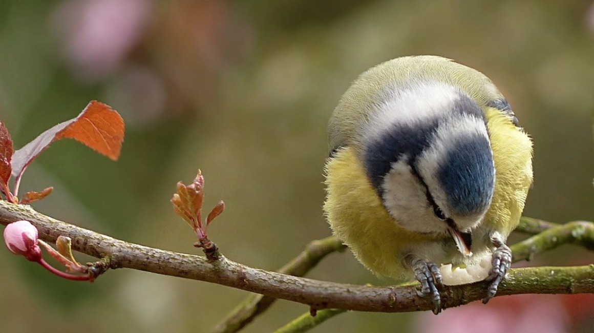 Een kleine vogel met blauwe en gele veren zit op een tak met jonge blaadjes in het voorjaarslicht.
