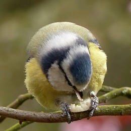 Een kleine vogel met blauwe en gele veren zit op een tak met jonge blaadjes in het voorjaarslicht.