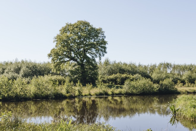 Een serene vijver met weelderig groen en een visser aan de oever onder een heldere blauwe lucht.