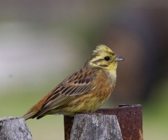 Excursie ‘Vroege vogels’ Dal van de Mosbeek