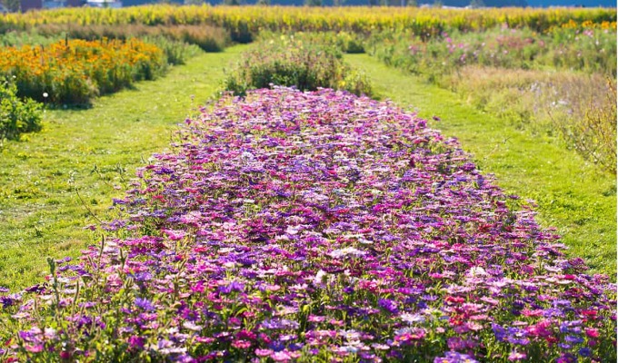Bloemen plukken in de Twentsche Bloemenpluktuin