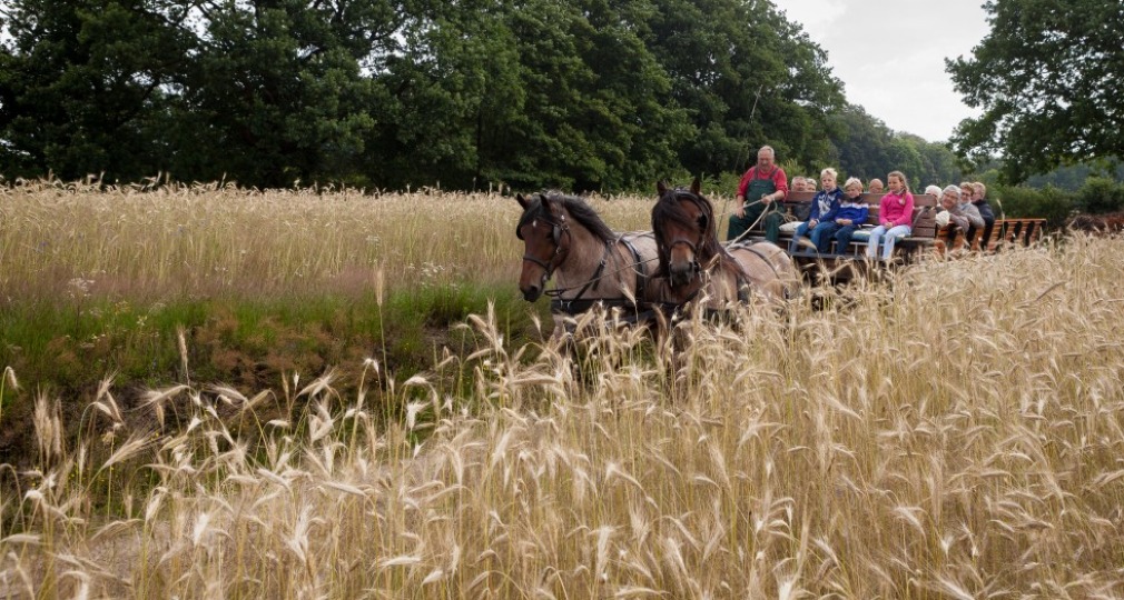 Twee paarden trekken een huifkar met mensen door een veld met hoog gras en bomen op de achtergrond.