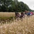 Twee paarden trekken een huifkar met mensen door een veld met hoog gras en bomen op de achtergrond.