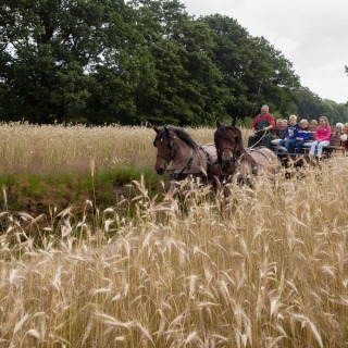 Twee paarden trekken een huifkar met mensen door een veld met hoog gras en bomen op de achtergrond.