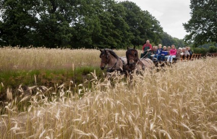 Twee paarden trekken een huifkar met mensen door een veld met hoog gras en bomen op de achtergrond.