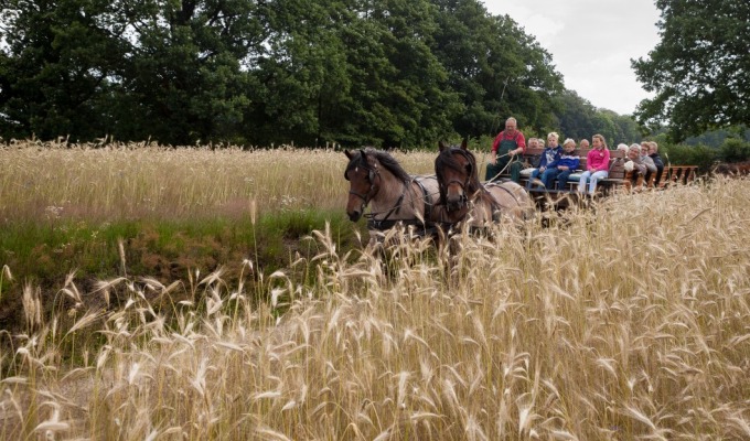 Rondrit met paard en wagen