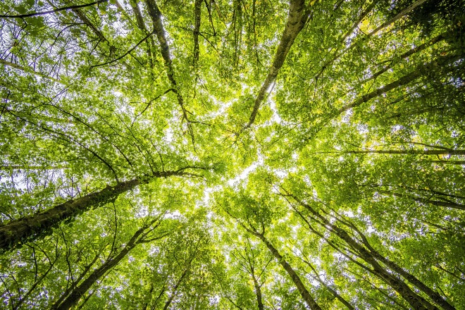 Blik omhoog naar groene boomtoppen in een dicht bos, gefilterd zonlicht schijnt door de bladeren.