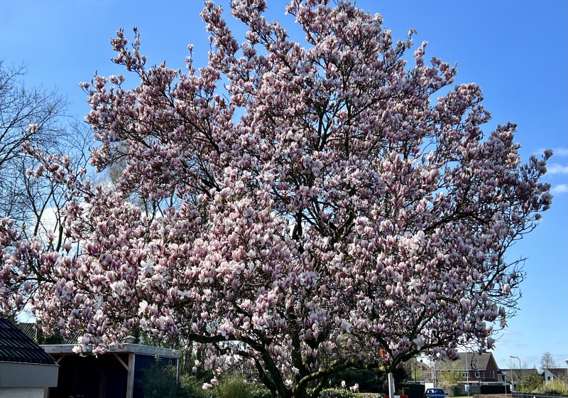 Magnoliaboom in volle bloei met roze bloemen langs een straat op een zonnige lentedag in Nederland.