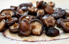 Shiitake Geschäft Masselink