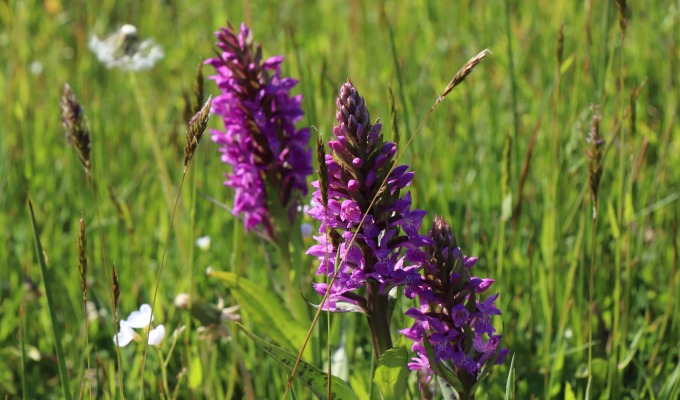 Orchideeën door het brongebied van Elfterheurne.