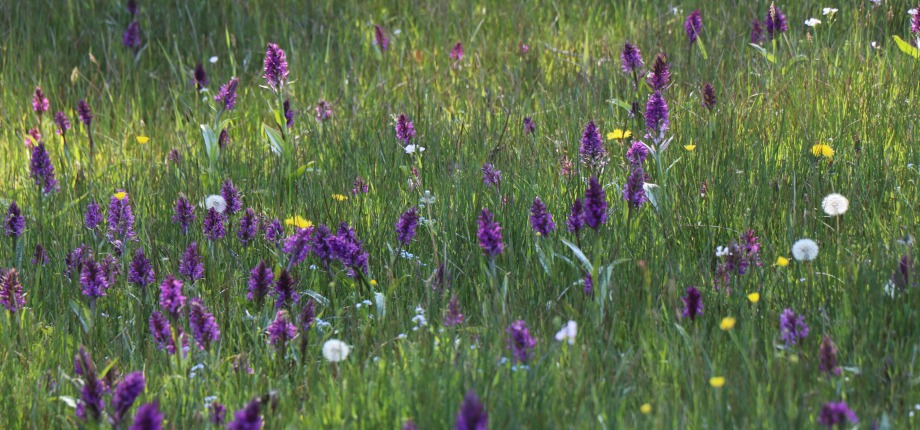 Orchideeën 
