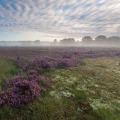 Uitgestrekt heidelandschap met paarse bloemen, ochtendmist en een bewolkte hemel in Nederland.