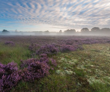 Uitgestrekt heidelandschap met paarse bloemen, ochtendmist en een bewolkte hemel in Nederland.