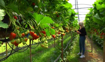 Aardbeien plukken Manderveen