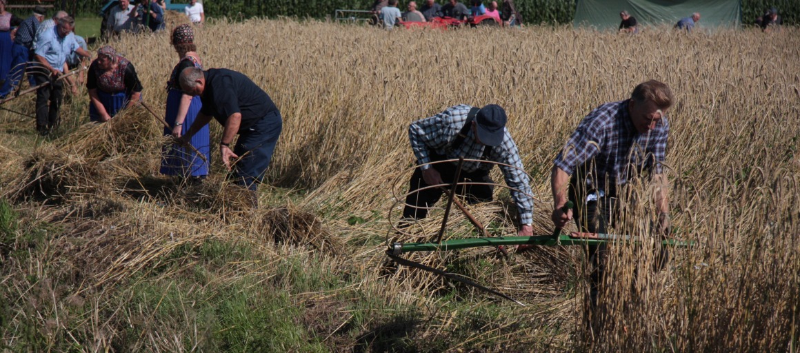 Mensen oogsten graan handmatig met sikkels in een veld, traditionele landbouw in de zomer.