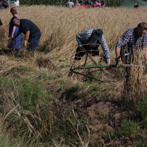 Mensen oogsten graan handmatig met sikkels in een veld, traditionele landbouw in de zomer.