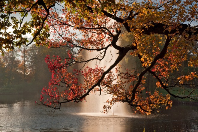 Herfstboomtakken met rood en geel blad boven een fontein in een rustig parkmeer bij zonsondergang.