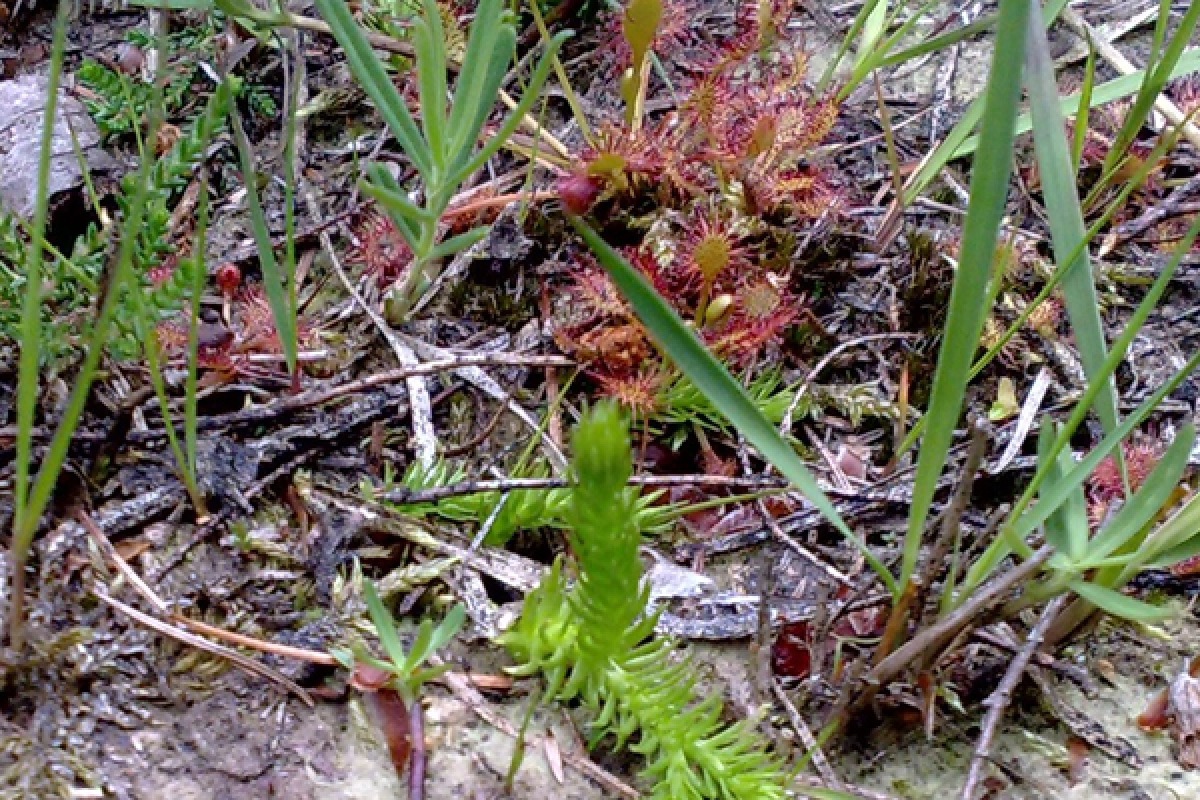 Natuur - Recreatieparken Twente