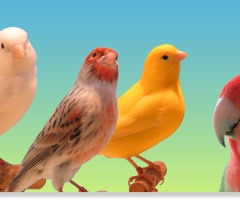 Vogelshow