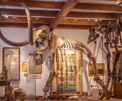 Kerstvakantie in museum Natura Docet