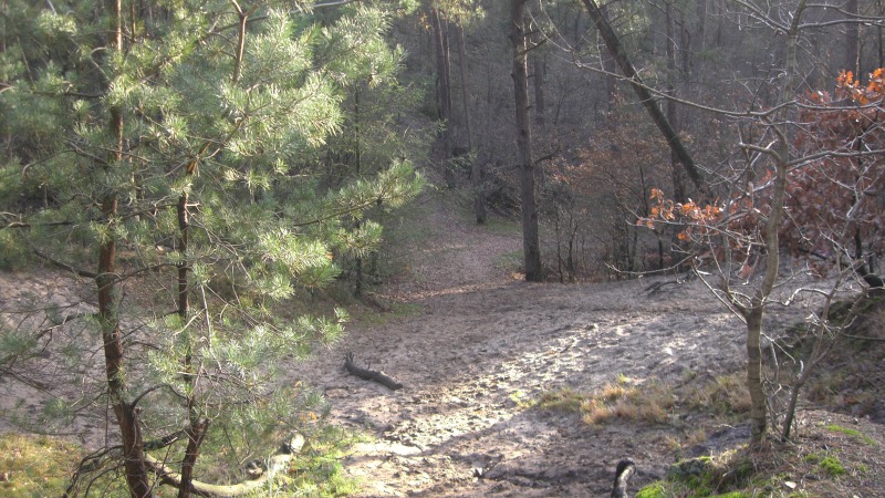 Dauwwandelen op de Holterberg