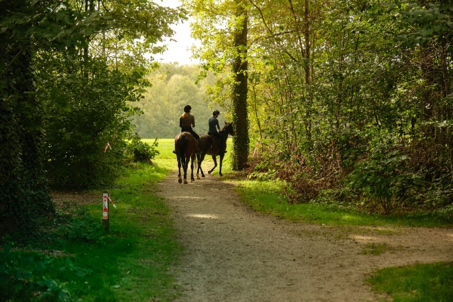 Twee mensen rijden op paarden langs een bospad richting een open veld op een zonnige dag in het bos.