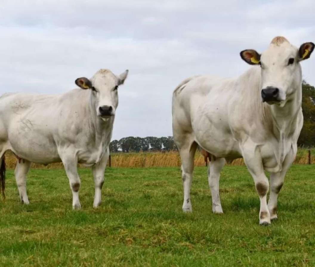 Jansfarm ambachtelijk vlees