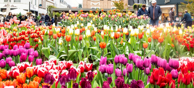 tulpen!