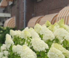 Lezing neurodiversiteit