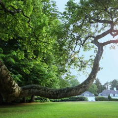 Landschaft mit einem ausladenden Baumast, viel Grün und einem weißen Haus im Hintergrund bei Sonnenlicht.