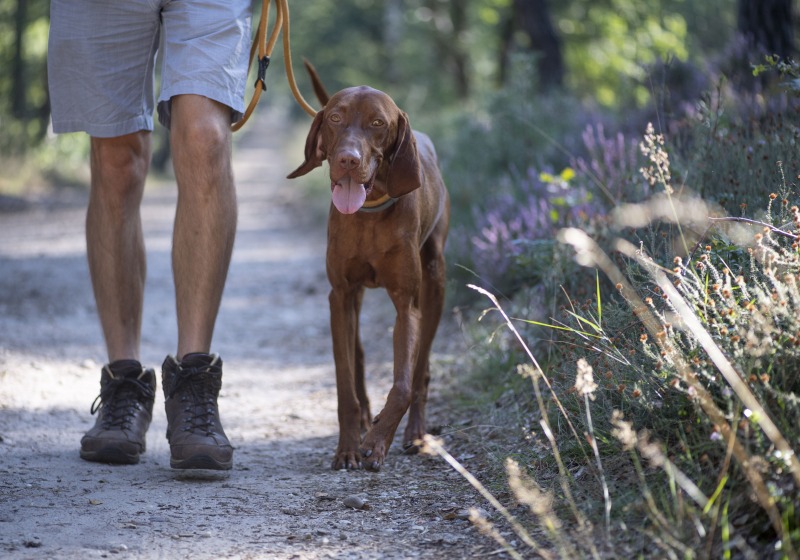 Man wandelt met een bruine hond aan de lijn op een bosachtig pad, met zonlicht op de achtergrond.