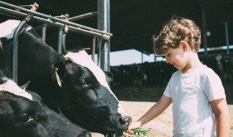 koe eet gras uit hand van kindje