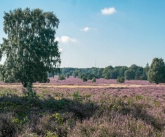 Heidewandeling Springendal