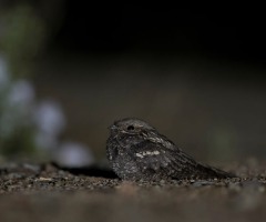Nachtdieren van het Springendal
