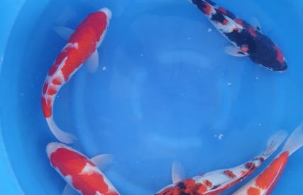 Koi Show