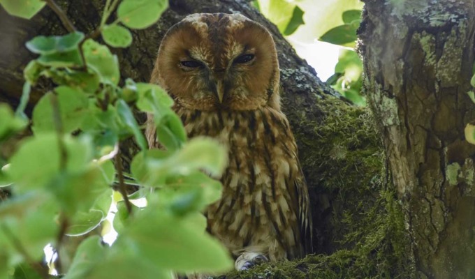 Excursie: Uilen van het Springendal