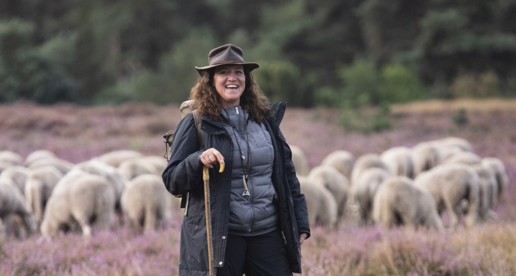 Een herderin met een hoed en drie border collies hoedt een kudde schapen op een heideveld in de natuur.